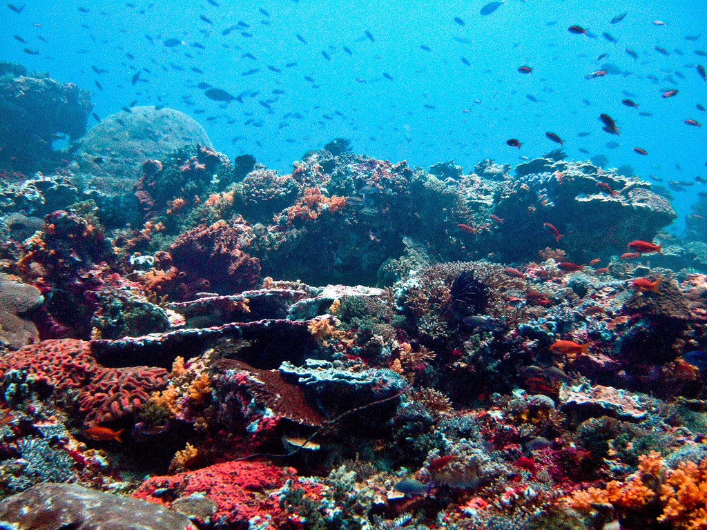 Snorkeling at Nusa Lembongan